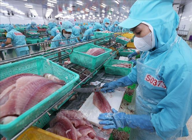 Chế biến cá tra phi lê xuất khẩu ở nhà máy của Tập đoàn Sao Mai, tỉnh An Giang. Ảnh: Vũ Sinh - TTXVN