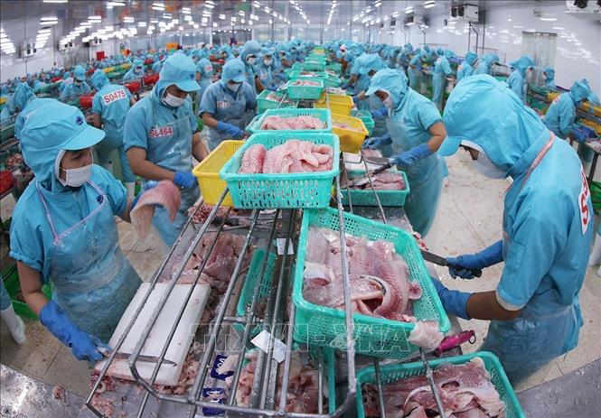 Chế biến cá tra phi lê xuất khẩu ở nhà máy của Tập đoàn Sao Mai, tỉnh An Giang. Ảnh: Vũ Sinh - TTXVN