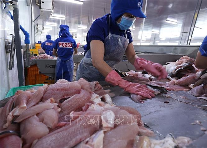 Chế biến cá tra phi lê xuất khẩu ở nhà máy của Tập đoàn Sao Mai, tỉnh An Giang. Ảnh: Vũ Sinh - TTXVN