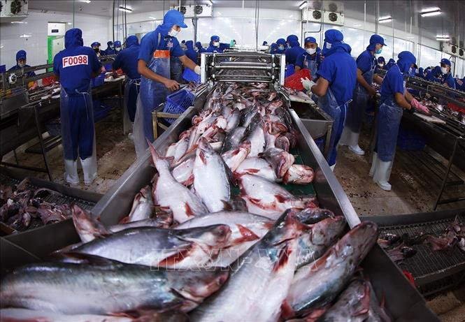 Đưa cá tra nguyên liệu vào chế biến phục vụ xuất khẩu ở nhà máy của Tập đoàn Sao Mai, tỉnh An Giang. Ảnh: Vũ Sinh - TTXVN