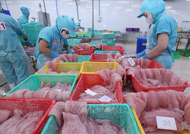 Phân loại, cấp đông sản phẩm cá tra phi lê xuất khẩu ở nhà máy của Tập đoàn Sao Mai, tỉnh An Giang. Ảnh: Vũ Sinh - TTXVN