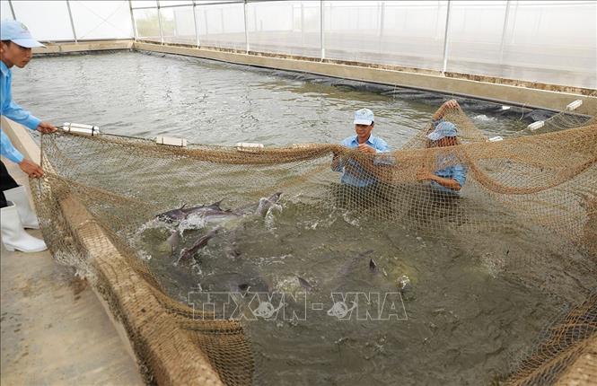 Khu nuôi cá tra bố mẹ tại khu sản xuất cá giống của Công ty Cổ phần Việt Úc, tỉnh An Giang. Ảnh: Phạm Hậu - TTXVN