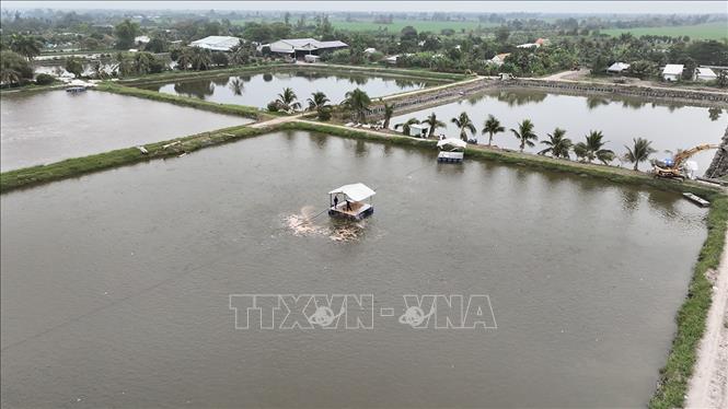Khu vực ao nuôi cá tra thương phẩm thâm canh, ở hộ sản xuất liên kết với Tập đoàn Sao Mai, tỉnh An Giang. Ảnh: Vũ Sinh - TTXVN