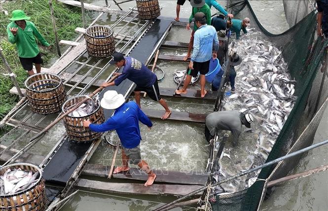 Thu hoạch cá tra thương phẩm thâm canh, ở hộ sản xuất liên kết với Tập đoàn Sao Mai, tỉnh An Giang. Ảnh: Vũ Sinh - TTXVN