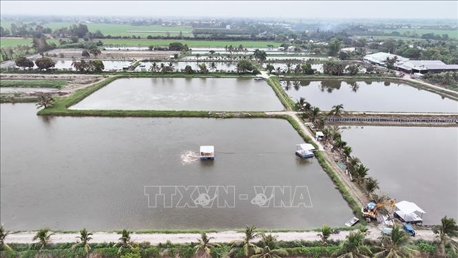 Khu vực ao nuôi cá tra thương phẩm thâm canh, ở hộ sản xuất liên kết với Tập đoàn Sao Mai, tỉnh An Giang. Ảnh: Vũ Sinh - TTXVN