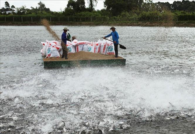 Chăm sóc cá tra thương phẩm thâm canh, ở hộ sản xuất liên kết với Tập đoàn Sao Mai, tỉnh An Giang. Ảnh: Vũ Sinh - TTXVN