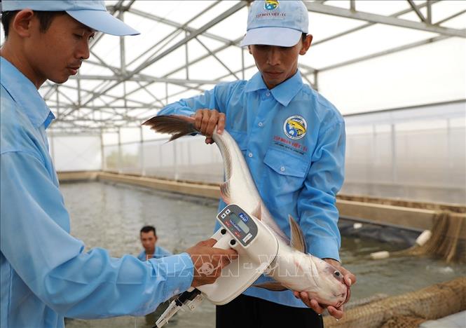 Kiểm tra cá tra bố mẹ trước khi cho sinh sản, ở khu sản xuất cá tra giống của Công ty Cổ phần Việt Úc, tỉnh An Giang. Ảnh: Phạm Hậu - TTXVN