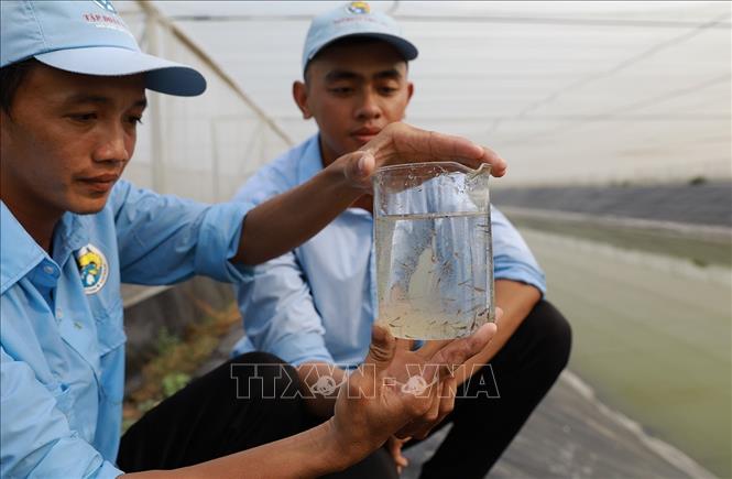 Kiểm tra chất lượng cá tra giống, ở khu sản xuất cá của Công ty Cổ phần Việt Úc, tỉnh An Giang. Ảnh: Phạm Hậu - TTXVN