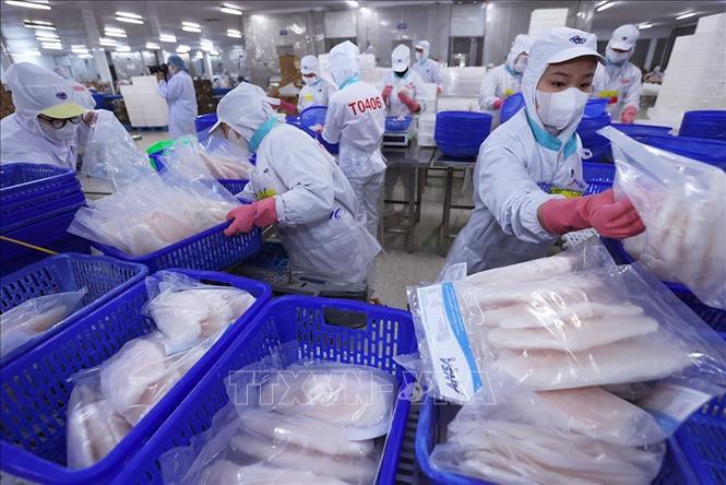 Đóng gói sản phẩm cá tra phi lê xuất khẩu ở nhà máy của Tập đoàn Sao Mai, tỉnh An Giang. Ảnh: Vũ Sinh - TTXVN