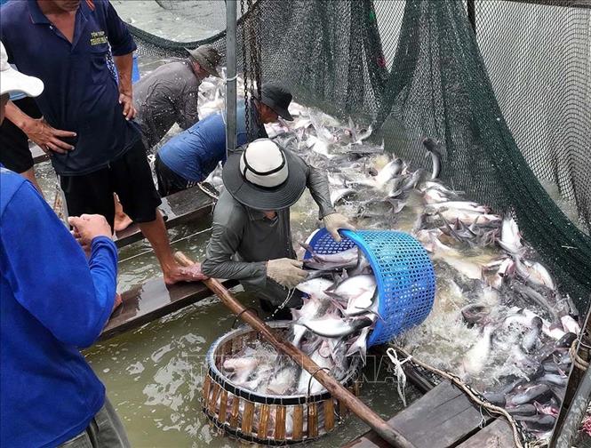 Thu hoạch cá tra thương phẩm thâm canh, ở hộ sản xuất liên kết với Tập đoàn Sao Mai, tỉnh An Giang. Ảnh: Vũ Sinh - TTXVN