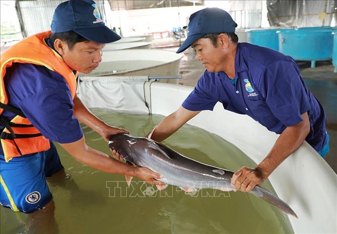 Kiểm tra cá tra bố mẹ tại khu sản xuất cá giống của Công ty Cổ phần Nam Việt, tỉnh An Giang. Ảnh: Vũ Sinh - TTXVN