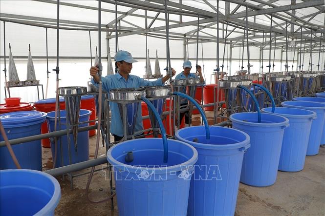 Khu sản xuất giống cá tra ở khu sản xuất cá giống, của Công ty Cổ phần Việt Úc, tỉnh An Giang. Ảnh: Phạm Hậu - TTXVN