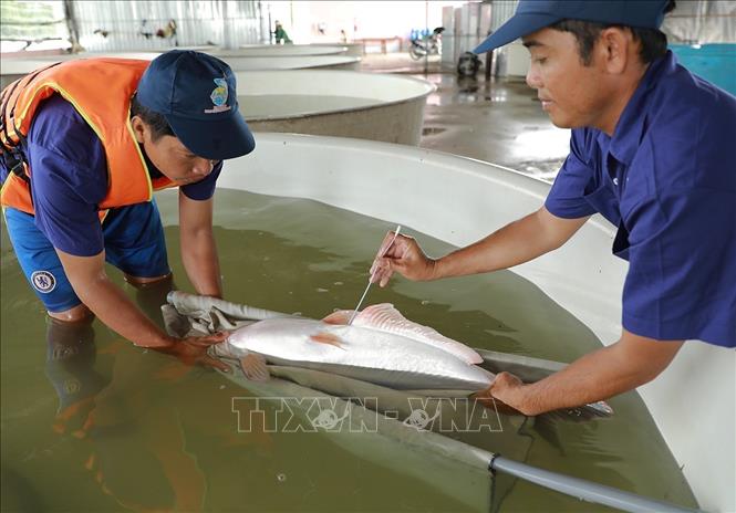 Kiểm tra cá tra bố mẹ tại khu sản xuất cá giống của Công ty Cổ phần Nam Việt, tỉnh An Giang. Ảnh: Vũ Sinh - TTXVN