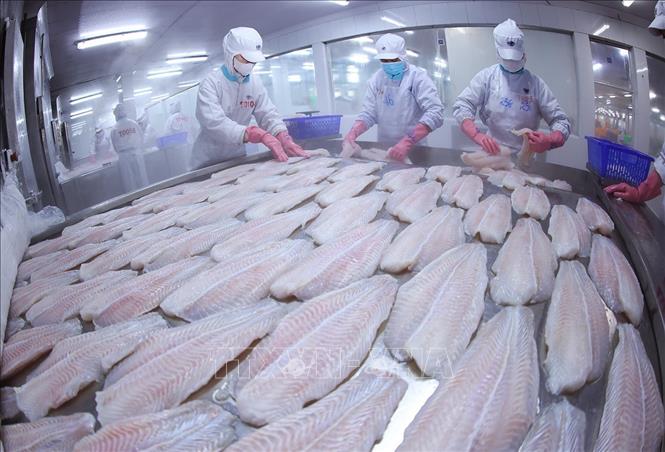 Cấp đông sản phẩm cá tra phi lê xuất khẩu ở nhà máy của Tập đoàn Sao Mai, tỉnh An Giang. Ảnh: Vũ Sinh - TTXVN