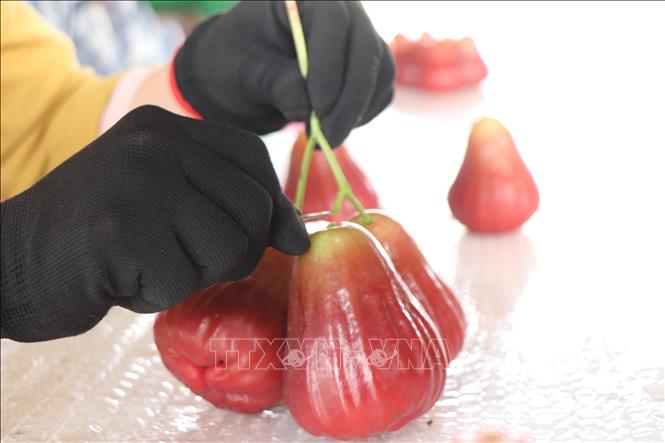 Cutting the fruits from branches to package. VNA Photo: Thu Hiền