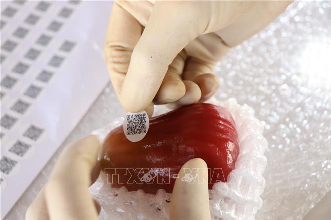 The rose apples are labeled with QR codes to allow customers to easily trace their origin. VNA Photo: Thu Hiền
