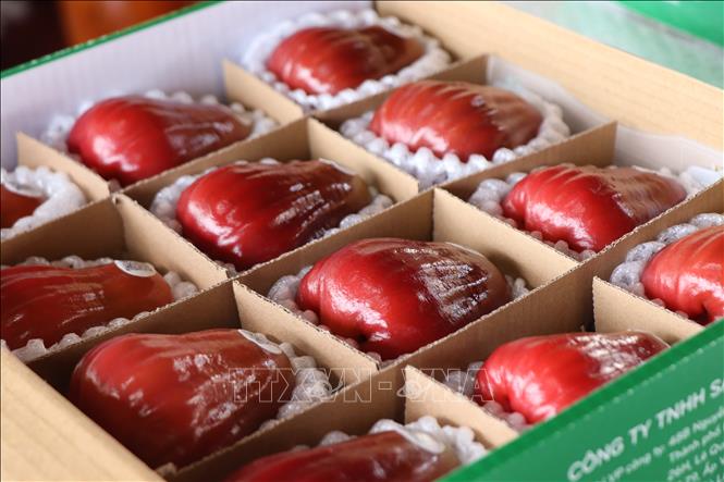 The rose apples from San Tien have been introduced to several markets in Europe, the Middle East, and other regions. VNA Photo: Thu Hiền