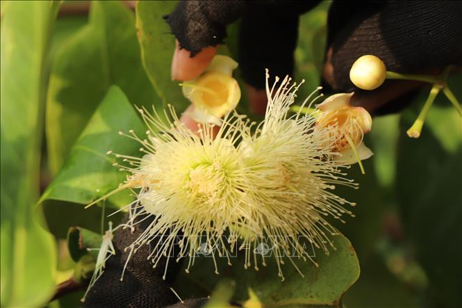 Clusters of pristine white rose apple blossoms in San Tien signal a bountiful harvest. These flowers are also used in tea production, expanding the fruit’s value. VNA Photo: Thu Hiền
