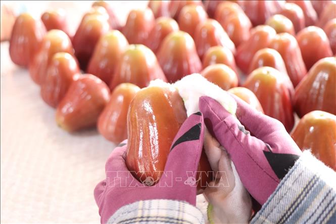 To preserve the perfect appearance of the rose apples, workers meticulously wipe away dust before packaging. VNA Photo: Thu Hiền