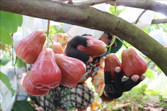 Workers inspect plums to ensure they are free from scratches, rot, and are ripe enough before harvesting. VNA Photo: Thu Hiền