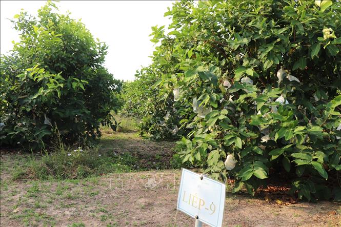 The rose apple orchard is numbered individually for each row and each tree for easy management and traceability. VNA Photo: Thu Hiền