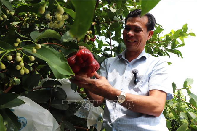 Mr. Tran Van Phuc, the owner of the San Tien rose apple variety, plans to bring his plums to conquer demanding markets. VNA Photo: Thu Hiền