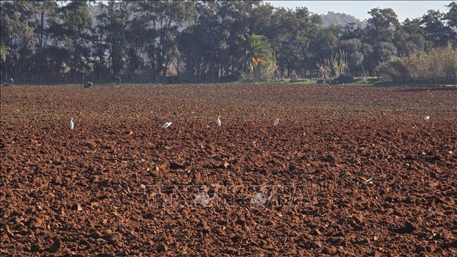 Algeria sở hữu hàng triệu hec-ta đất nông nghiệp màu mỡ với quy trình canh tác thân thiện môi trường. Ảnh: Nguyễn An - PV TTXVN tại Algeria