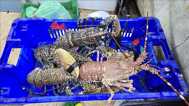 Là quốc gia có bờ biển dài, Algeria có nguồn hải sản tự nhiên và nuôi trồng phong phú. Ảnh: Nguyễn An - PV TTXVN tại Algeria