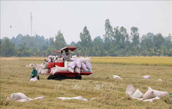 Với giá bán lúa tươi tại ruộng từ 6.700 đồng/kg-7.200 đồng/kg tuỳ giống lúa, sau khi trừ chi phí, bà con nông dân tỉnh An Giang lãi khá. Ảnh: Công Mạo - TTXVN
