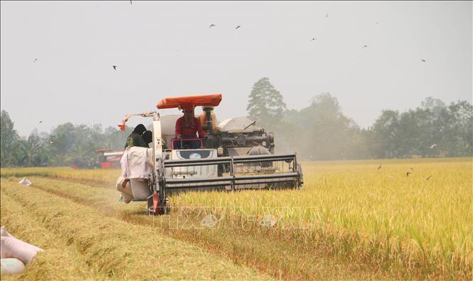 Luỹ kế đến nay, toàn tỉnh đã thu hoạch được trên 17.441 ha, đạt 3,46% diện tích xuống giống. Ảnh: Công Mạo - TTXVN