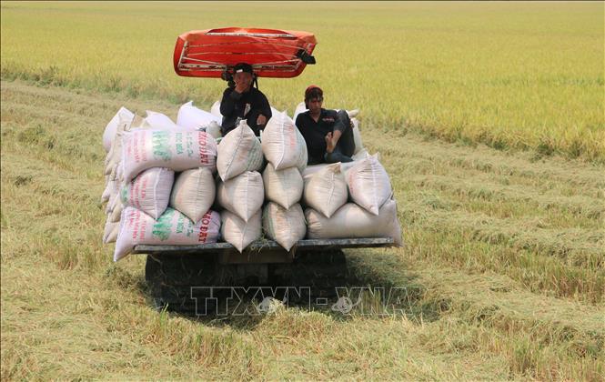 Nông dân xã Phú Hoà (tỉnh An Giang) thu hoạch lúa Đông Xuân 2025 - 2026. Ảnh: Công Mạo - TTXVN