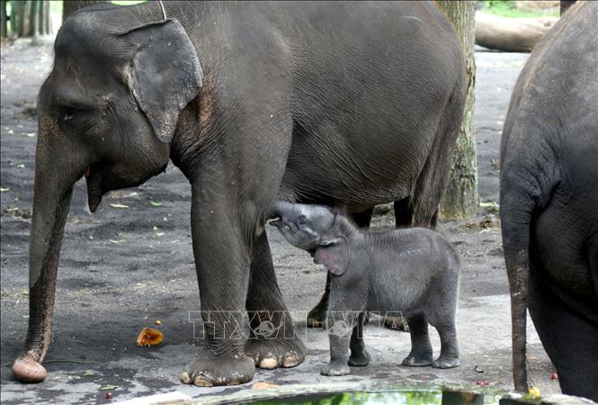 Voi Sumatra tại vườn thú ở Batu, Đông Java, Indonesia. Ảnh: THX/TTXVN