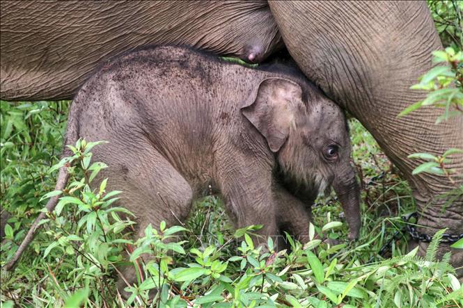 Voi Sumatra tại khu bảo tồn ở Aceh, Indonesia. Ảnh: THX/TTXVN