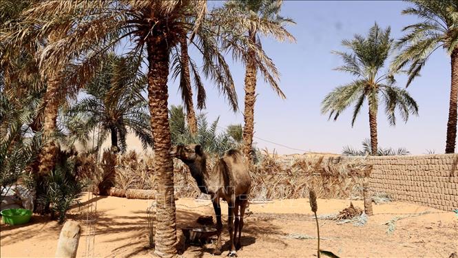Người dân địa phương nuôi lạc đà để lấy sữa, thịt, lông, da và làm phương tiện chuyên chở. Ảnh: Mạnh Hùng – PVTTXVN tại Algeria
