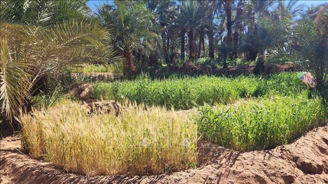 Cây trong vườn thường được trồng theo kiểu nhiều tầng. Ảnh: Mạnh Hùng – PV TTXVN tại Algeria