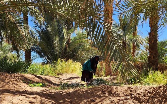 Người dân địa phương làm vườn. Ảnh: Mạnh Hùng – PV TTXVN tại Algeria