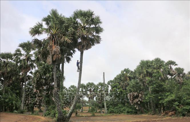 Để leo lên ngọn cây thốt nốt cao, người dân tận dụng những thân tre dài, nhiều nhánh cột chặt vào thân cây làm thang tự chế. Ảnh: Công Mạo-TTXVN