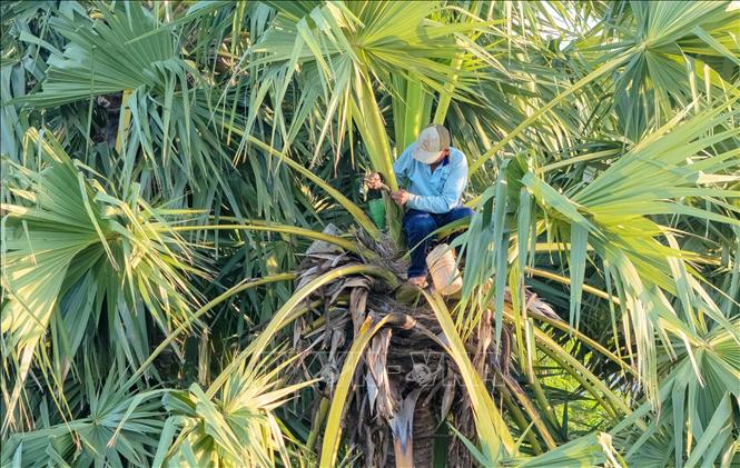 Để thu lấy được nước thốt nốt, người thợ phải leo lên trên ngọn cây cao hơn 15m, rồi dùng dao sắc cắt đầu ngọn bông để mật hoa ứa ra, chảy vào ống tre hoặc chai nhựa treo sẵn. Đều đặn mỗi ngày hai lần, người thợ phải leo lên để đổi bình và cắt tỉa lại cuống bông, duy trì dòng chảy cho đến khi bông cạn mật.. Ảnh: Công Mạo-TTXVN