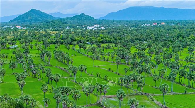 Những cánh rừng thốt nốt bạt ngàn ở vùng Bảy Núi, An Giang. Ảnh: Công Mạo-TTXVN