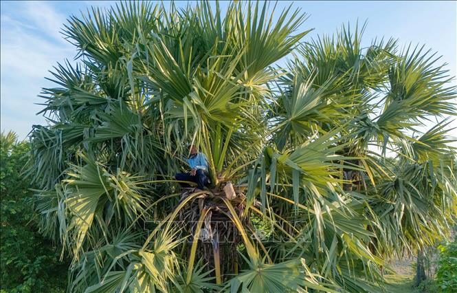Để thu lấy được nước thốt nốt, người thợ phải leo lên trên ngọn cây cao hơn 15m đầy mạo hiểm. Ảnh: Công Mạo-TTXVN