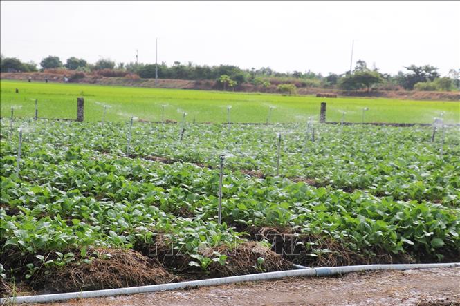 Một vườn cải bẹ ngọt ở hợp tác xã rau sạch của xã Long Bình, tỉnh Đồng Tháp áp dụng hệ thống tưới tiết kiệm nước. Ảnh: Hữu Chí - TTXVN
