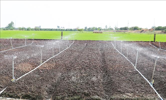 Hệ thống tưới phun sương đang được nông dân trồng rau màu ở các xã phía Đông tỉnh Đồng Tháp ưa chuộng. Ảnh: Hữu Chí - TTXVN