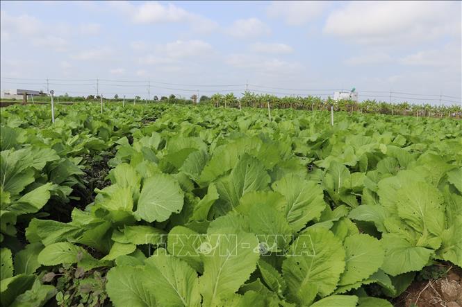 Vườn cải bẹ xanh vẫn phát triển tốt trong mùa hạn, xâm nhập mặn nhờ tưới tiết kiệm nước. Ảnh: Hữu Chí - TTXVN