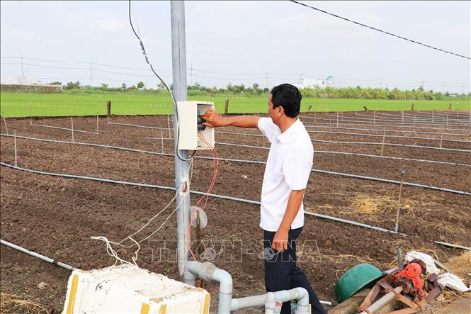 Người trồng bật công tắc điện để vận hành hệ thống tưới phun nước trong trồng rau ở xã Long Bình, tỉnh Đồng Tháp. Ảnh: Hữu Chí - TTXVN