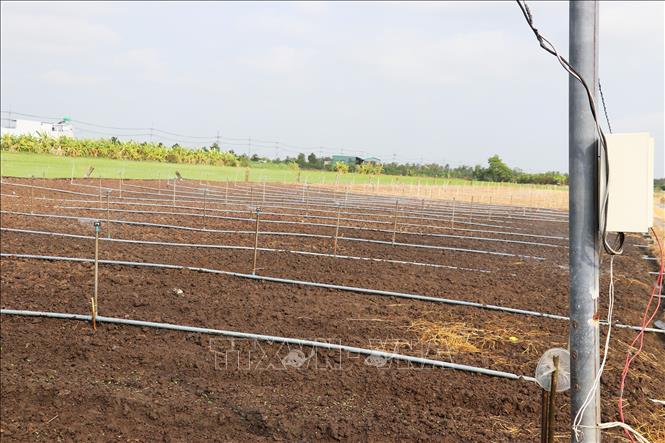 Hệ thống ống dẫn nước được thiết kế cặp theo các luống đất, đảm bảo cung cấp nước tưới vừa đủ. Ảnh: Hữu Chí - TTXVN