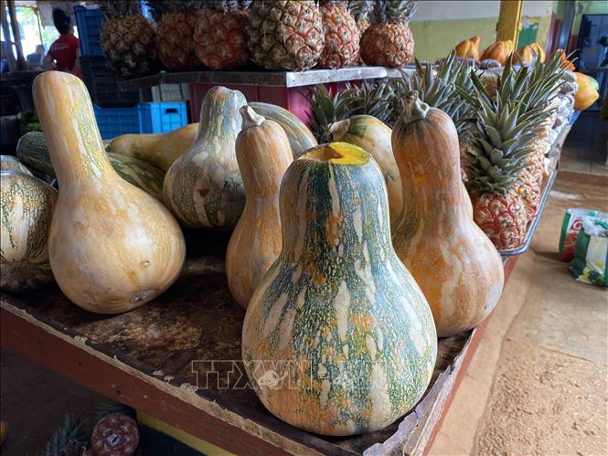 Những trái bí và dứa “tô” thêm màu cho “bức tranh” nông sản đa sắc tại chợ nông sản 19B ở La Habana. Ảnh: Ngọc Duy - PV TTXVN tại Cuba
