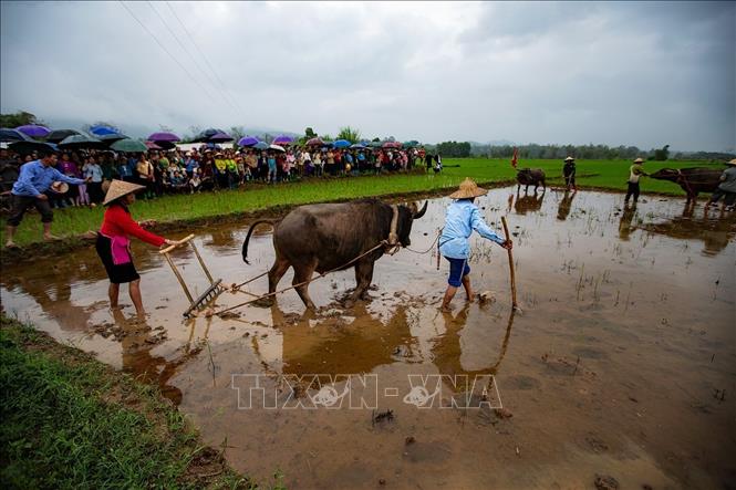 Xuống đồng vỡ đất đầu năm được người Mường duy trì trong lễ hội Khai Hạ tại các vùng Mường cổ. Ảnh: Lưu Trọng Đạt - TTXVN 