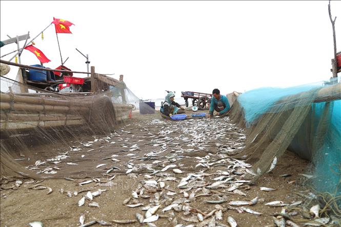 Thu nhặt cá trích sau khi cá vừa gỡ khỏi lưới. Ảnh: Xuân Tiến - TTXVN 