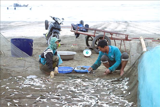 Niềm vui của ngư dân làng biển Nghệ An khi vào mùa cá trích cho sản lượng khai thác cao. Ảnh: Xuân Tiến – TTXVN 