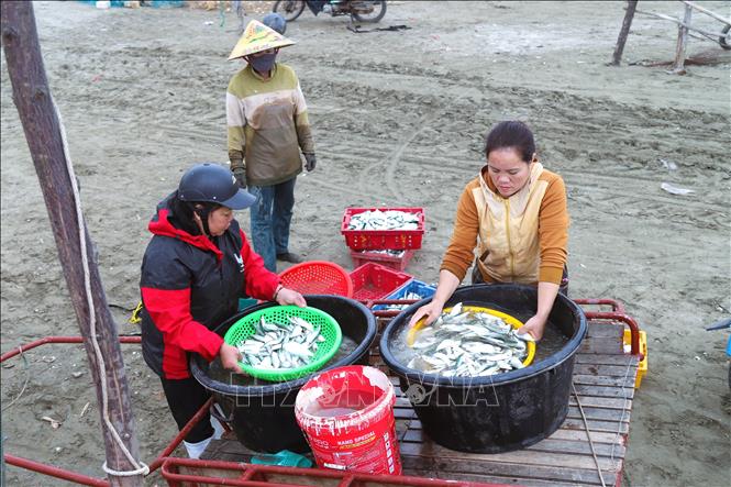 Tiểu thương thu mua, rửa cá trích tại bãi biển. Ảnh: Xuân Tiến – TTXVN 